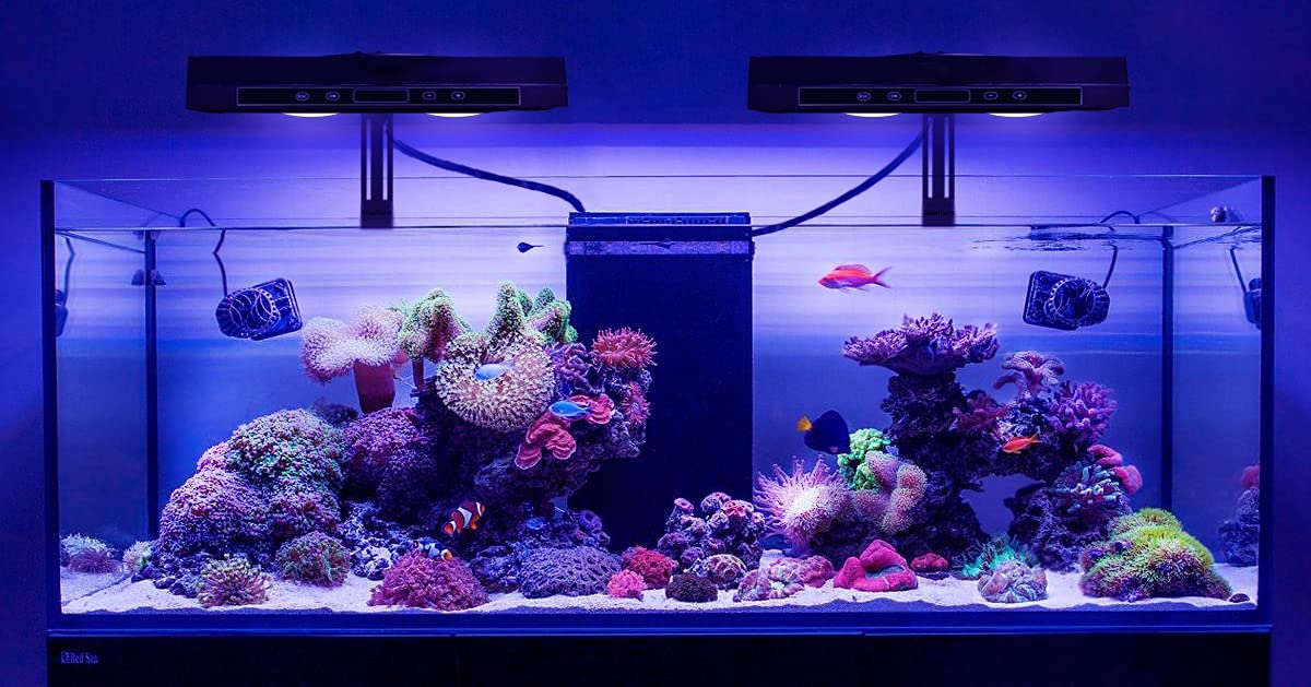 Stunning Saltwater Reef Tank Lighting Maintenance image
